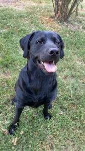 Beautiful, Sleek Black Labrador  Listing Image