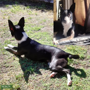 Looking for beautiful Rat Terrier Stud Listing Image
