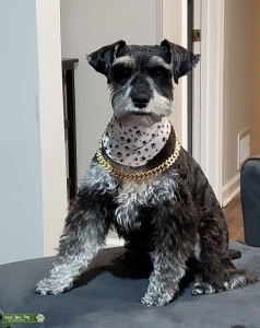 Miniature Schnauzer Stud Listing Image
