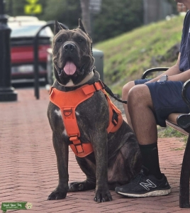 Cane Corso Stud grey brindle Listing Image