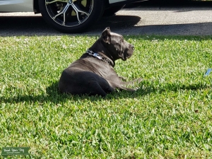 BELLA LOOKING FOR BOYFRIEND Listing Image