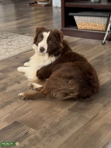 Mini American Aussie Stud Listing Image