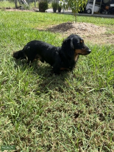 NAPR Miniature Dachshund Longhair Listing Image