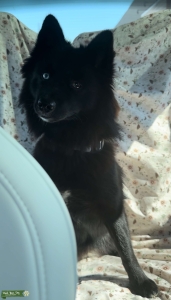 Pomsky Listing Image