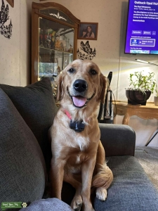 Golden Retriever female Listing Image