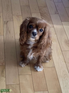 Small Cavalier looking for a small Cavalier mate Listing Image