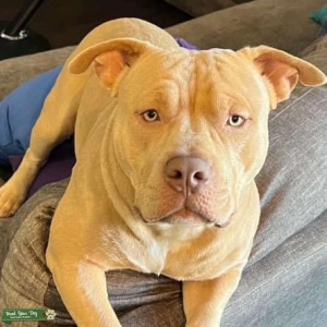American Bully Listing Image