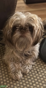 Wanted stud for female shin tzu Listing Image