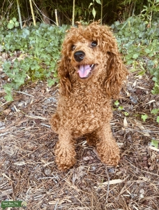 Akc Champion Bloodline Deep Red miniature Poodle Listing Image