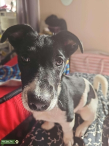 Jack russel lover boy seeking his first mate Listing Image