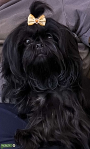 Imperial all black akc seeking similar Listing Image