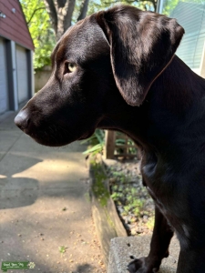 Chocolate Lab Listing Image