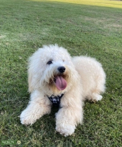 Mini Golden-doodle Stud  Listing Image
