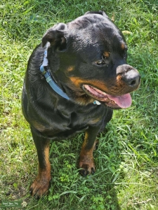 Black and Rust Rottweiler Listing Image