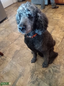 Standard poodle  Listing Image