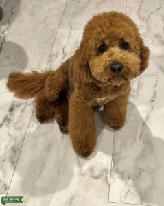Friendly Goldendoodle Listing Image