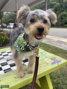Looking for a gf for my handsome yorkie! Listing Image