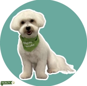 Maltese Stud  Listing Image