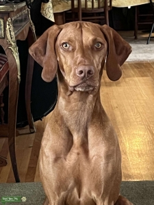 4 and a half year old female viszla Listing Image