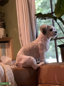 Handsome Shichon Listing Image