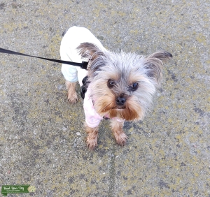 Cute Yorkie for one time mate  Listing Image