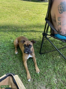 Fawn boxer Listing Image
