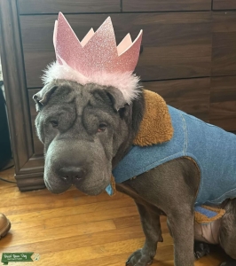 Blue purebred Shar Pei, healthy , up to date on all of her shots  Listing Image