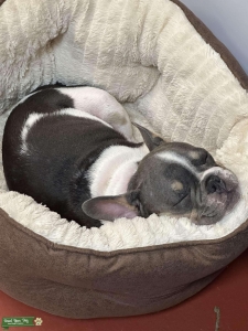 Blu Tri AKC Frenchie to Mate Listing Image
