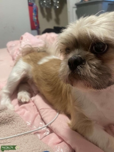 Handsome Male Shihtzu Listing Image
