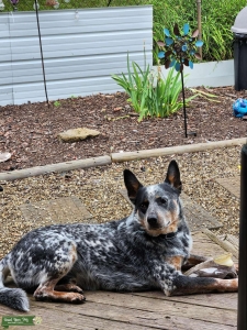 Blue heeler stud Listing Image