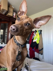 Brown Min Pin  Listing Image