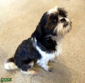 Shih Tzu Male Listing Image