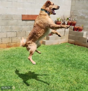 Hawaiian Ray of Golden (Retriever) Sunshine Listing Image