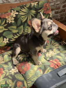 Fluffy Frenchie  Listing Image