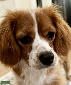 F5 Cavapoo Listing Image