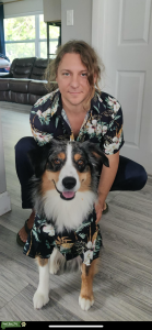 Mini Aussie Blue Merle AKC Listing Image