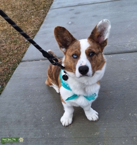 Brindle Merle AKC Cardigan Welsh Corgi Stud Listing Image