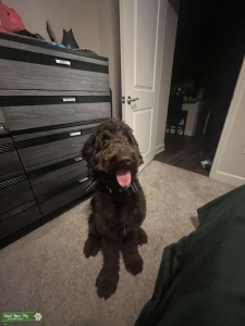 Brown Newfypoo Listing Image