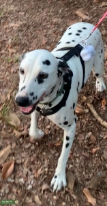 Next Heat Expected October 2024 - Dalmatian Listing Image