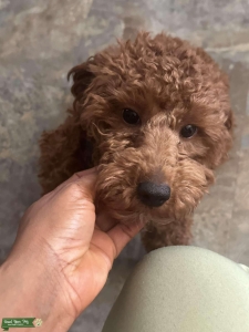 Red toy poodle  Listing Image