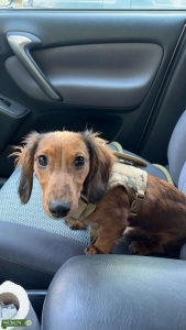 Red Long hair Mini Dachshund  Listing Image