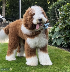 77-lb 2-year-old Bernedoodle Listing Image
