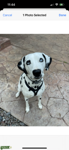 Next Heat Oct/Nov Expected * AKC Dalmatian Dam Listing Image