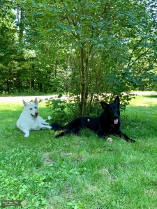 Black German Shepherd  Listing Image