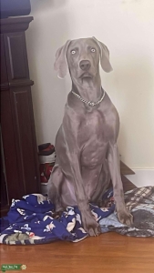 WEIMARANER FOR STUD Listing Image
