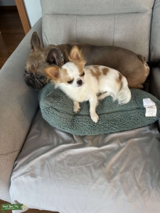 Long Haired Apple Head Teacup Chihuahua Listing Image