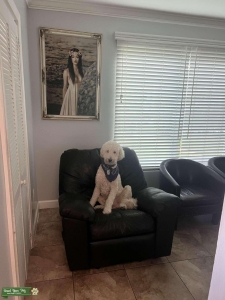 Goldendoodle Stud Listing Image