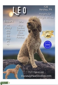 Goldendoodle Stud Listing Image