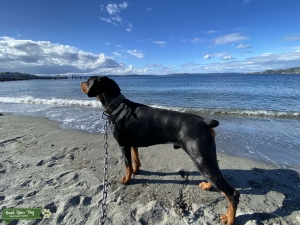 Euro Doberman Pinscher AKC VERIFIED** Listing Image