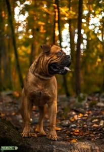 Dogue De Bordeaux Available For Stud For Stud Services Listing Image